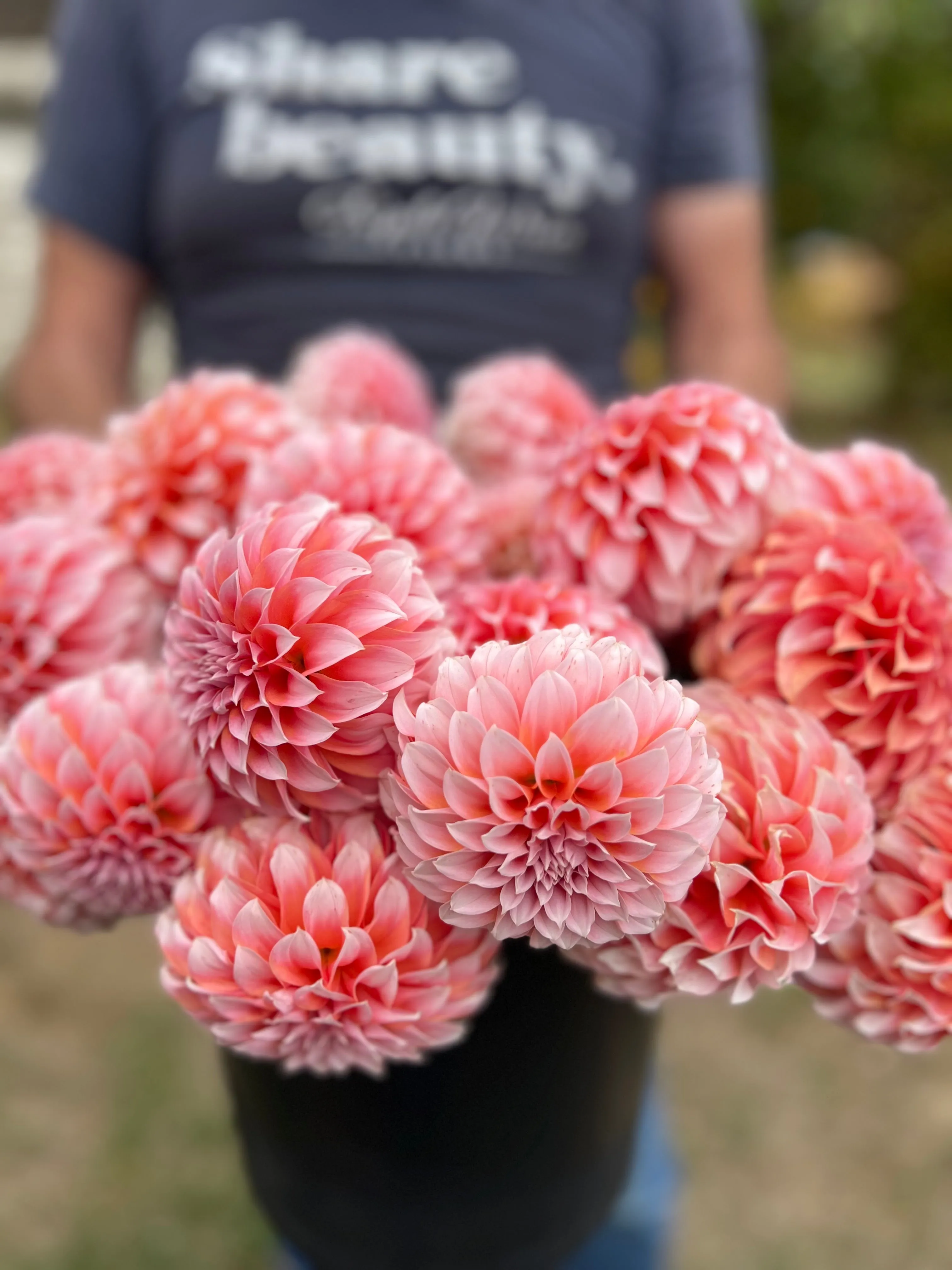 Peaches-n-Cream Dahlia Plant: Rooted cutting