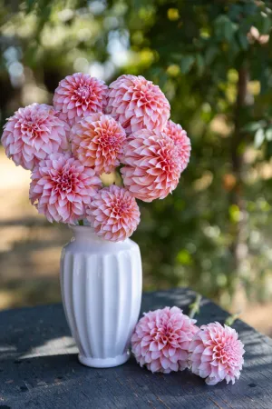 Peaches-n-Cream Dahlia Plant: Rooted cutting