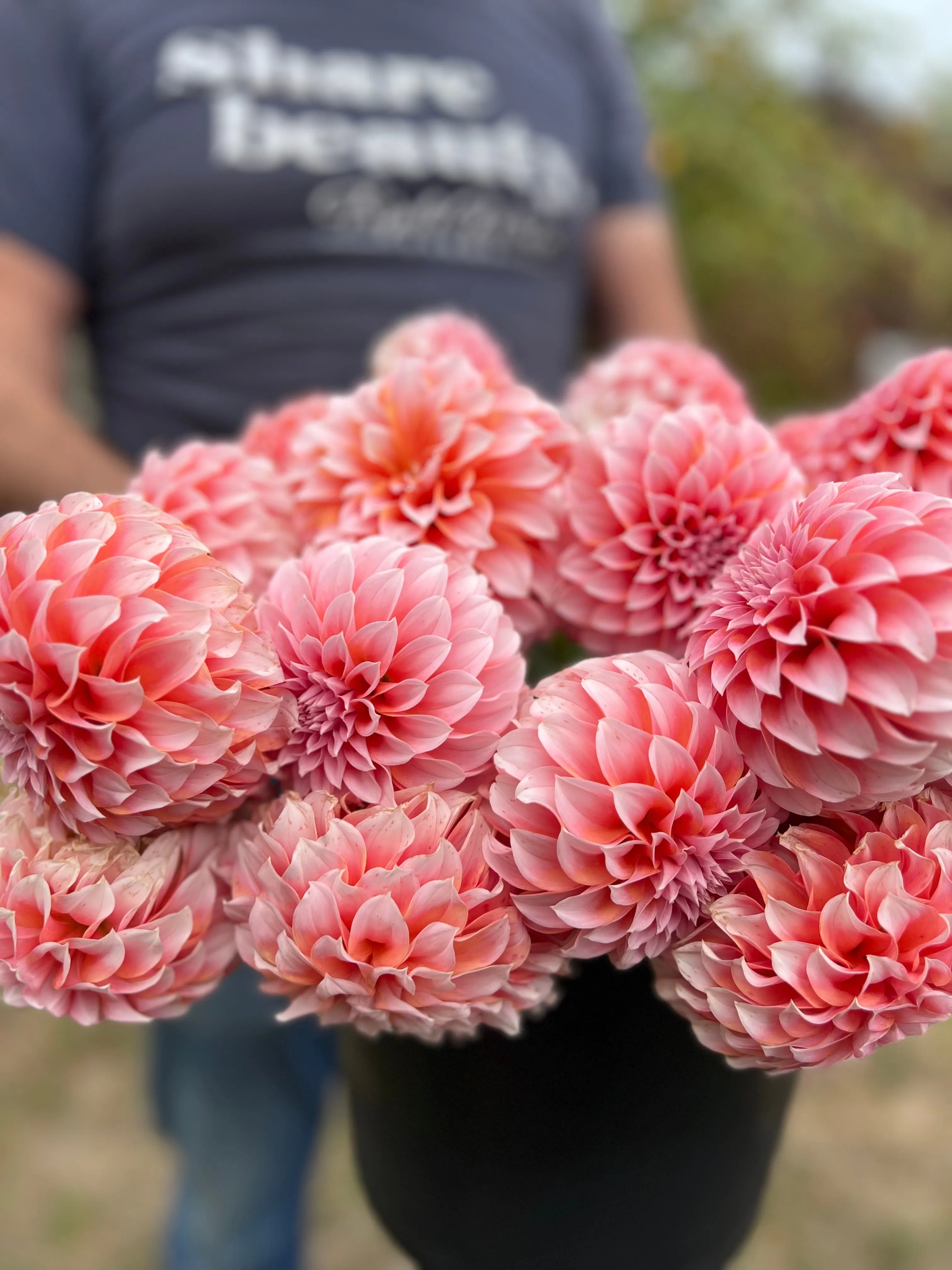 Peaches-n-Cream Dahlia Plant: Rooted cutting